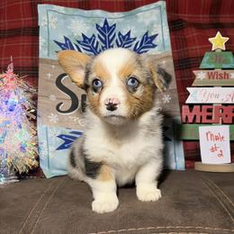 Boy 2 - Red merle and white male American Corgi puppy in Portland, North Dakota from Sliding stop corgis