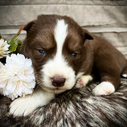 Ollie - Red and white male Siberian Husky puppy in Union Grove, Alabama from Southern Siberian Life