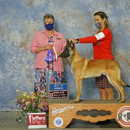 Belgian Malinois and Labrador Retrievers from Clarisma K9’s
