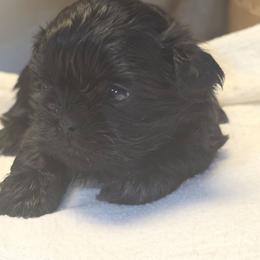 Zoey - Black and white female Shih Tzu puppy in Mesa, Arizona from House of Zen Shihtzus