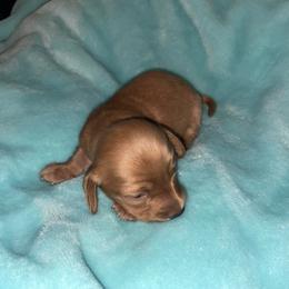 Bettie - Red female Dachshund puppy in Webbers Falls, Oklahoma from Dirty Creek Dachshunds and Corgis