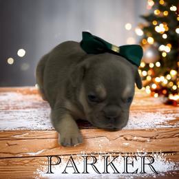 Parker - Blue male French Bulldog puppy in Peru, Indiana from Angie's Little Bostons And Frenchies