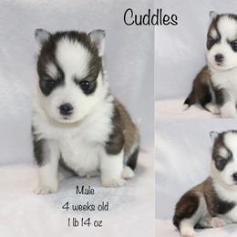 Cuddles - Black and white male Pomsky puppy in Denham Springs, Louisiana from Bayouland Pomskies