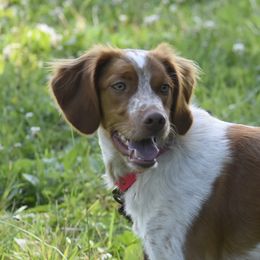 Willow - Brittany