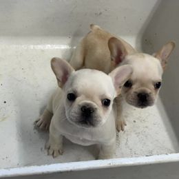 French Bulldogs from Crowfoot Farms