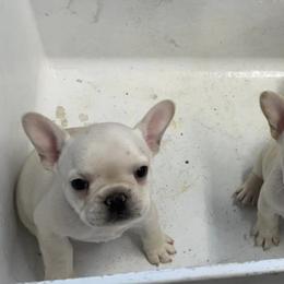 French Bulldogs from Crowfoot Farms