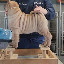 Blue collar girl - Fawn female Chinese Shar-Pei puppy in Wellington, Ohio from Shine Shar-Pei