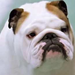 Kemosabe - Bulldog