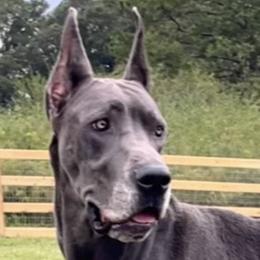 Saphira - Great Dane