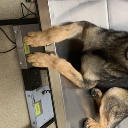 Abel - German Shepherd