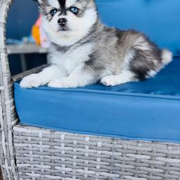 Froot Loops - Black and white female Pomsky puppy in Yavapai County, Arizona from Pawsh Pomskies