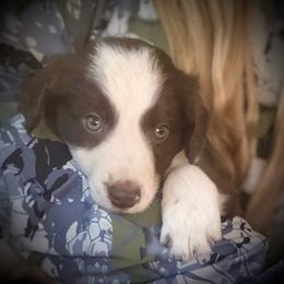 Boss - White and red male Border Collie puppy in North Lakeport, California from Akins Aussies/Wild Rose Ranch