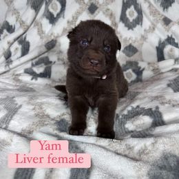 Yam - Liver female German Shepherd puppy in New Cambria, Missouri from Des Hausraben Shepherds