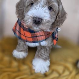 Jasper - Apricot male Goldendoodle puppy in Decatur, Tennessee from Diamond's Doodles