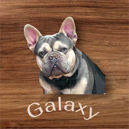 Galaxy - French Bulldog