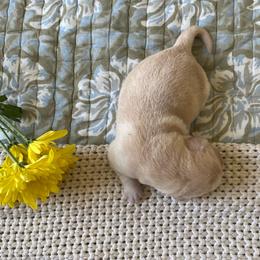 Ms. Yellow - Yellow female Labrador Retriever puppy in New Hanover, New Jersey from Misty Labs