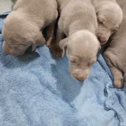 Females - Silver gray Weimaraner puppy in Chokio, Minnesota from Witt Weimaraner Kennel
