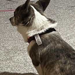 American Corgis and Australian Shepherds from KC Bar