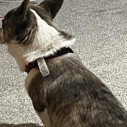 American Corgis and Australian Shepherds from KC Bar