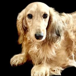 Gretch - Dachshund