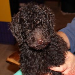 Beagles, Poodles, and Portuguese Podengo Pequenos from DK's Pups