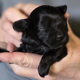 Reeses - Black male Poodle puppy in La Pine, Oregon from Happier with Dogs