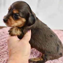 Dapple girl - Dapple female Dachshund puppy in Empire, Alabama from Heart of Dixie Kennel