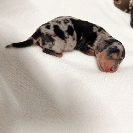 Miloh - Dapple male Dachshund puppy in San Diego, California from Enchantables