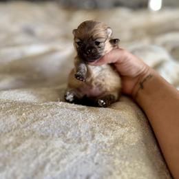 Daisy - Orange sable female Pomeranian puppy in Modesto, California from My Secret Poms