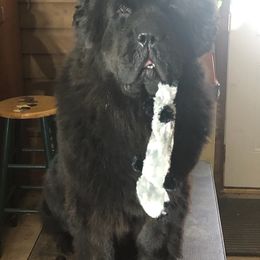 Newfoundlands from Yon Newfoundlands