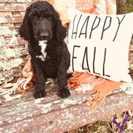 Yoda - Black Poodle puppy in Arkansas from Blackwood Poodles
