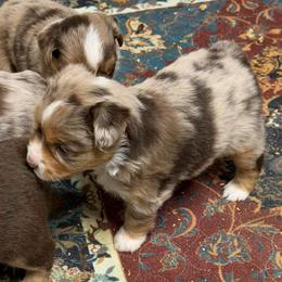 ASDR 2 Blue's Cinder of Fire - Red merle female Toy Australian Shepherd puppy in Tremont, Tennessee from 2 Blue Toy Aussies