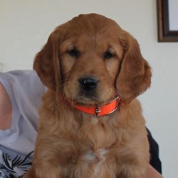 Boy 4 - Golden Retriever puppy from High Plains Goldens