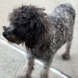 Stormi - Poodle