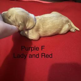 Girl 1 - Golden female Golden Retriever puppy in Grant, Michigan from Precious Kennel Retrievers