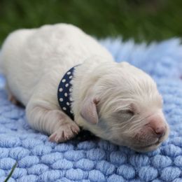 Lil Turkey - Light golden male Golden Retriever puppy in Visalia, California from Gravitas Golden Retrievers