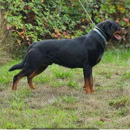 Zorba - Rottweiler