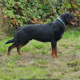 Zorba - Rottweiler