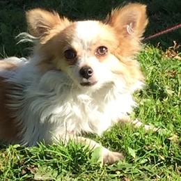 Mallaki - Chihuahua