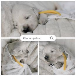 Churro - yellow collar - Light golden male Golden Retriever puppy in Noblesville, Indiana from Ivory & Pine Goldens