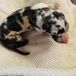 Brindlequin 2 - Harlequin male Great Dane puppy in Devine, Texas from Texas Devine Danes & Aussies