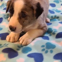 Border Collie Puppies from Sherry's Border Collies