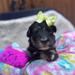 Lemon - Tri-color female Bernedoodle puppy in Carmichaels, Pennsylvania from JensenBelle Doodles