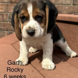 Garth AKC - Black tan and white male Beagle puppy in Rogersville, Missouri from Hales Little Beagle Haven