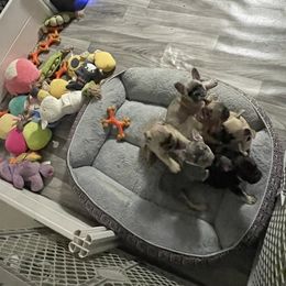 French Bulldog Puppies from Orderofthebulldogs, LLC