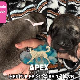 H.D Pink Girl - Fawn female Anatolian Shepherd Dog puppy in Frenchtown, Montana from Apex Anatolians