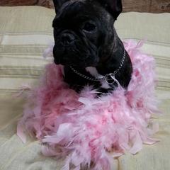 Zoe - French Bulldog