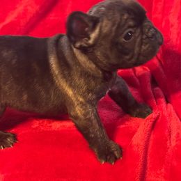 Buddy - Brindle male French Bulldog puppy in Joplin, Missouri from Midwest Beautiful Frenchies