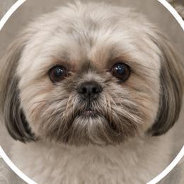 Papa - Shih Tzu