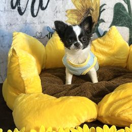 Chihuahuas from Arizona Dream Chihuahuas